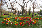 hemmat khahi-10-439.jpg